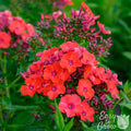 Phlox - Orange Perfection