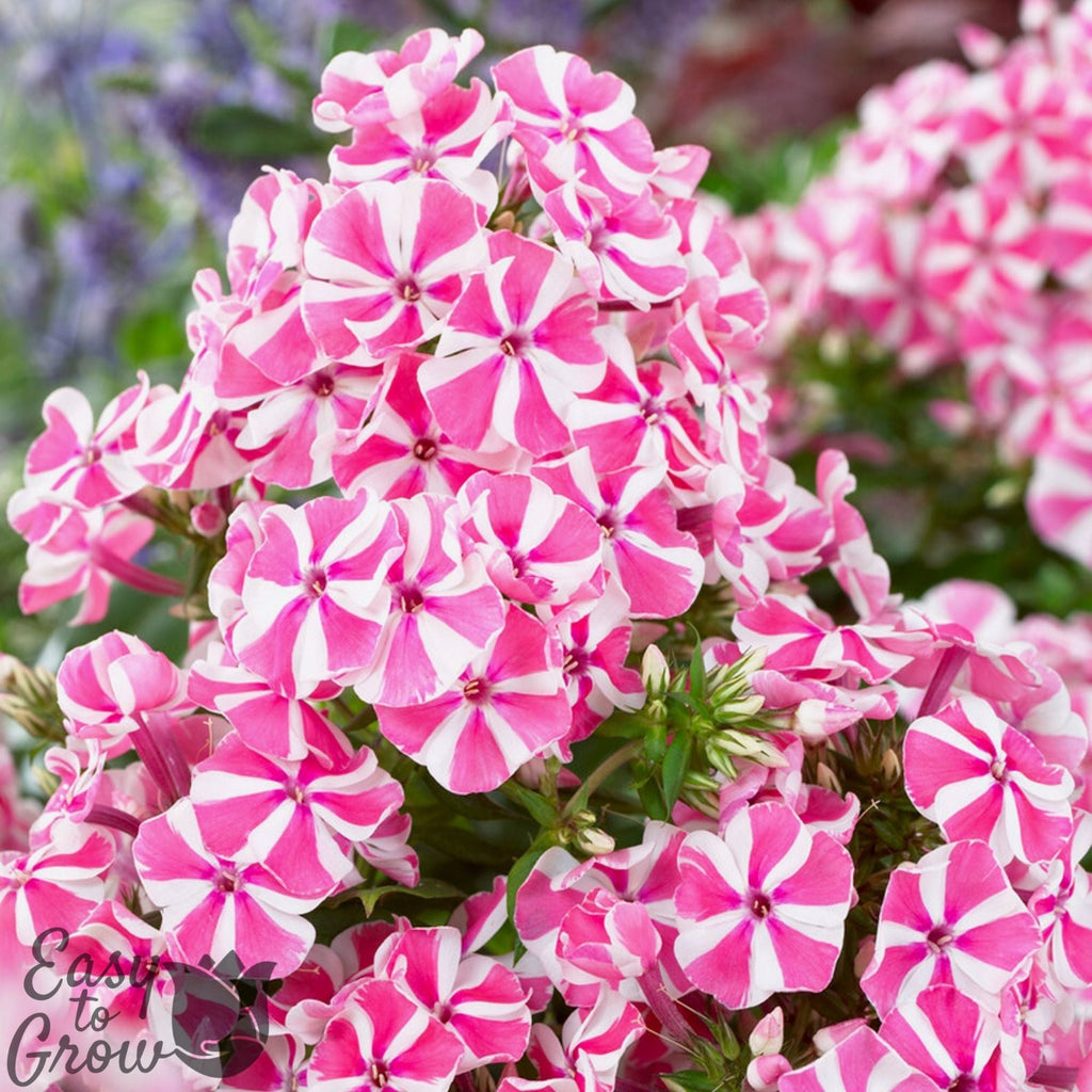 Phlox - Peppermint Twist