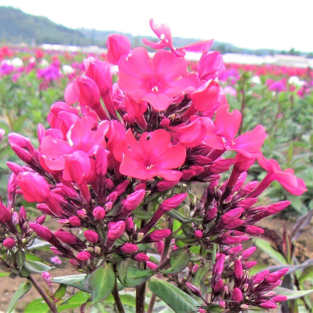 Phlox - Starfire