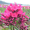Phlox - Starfire