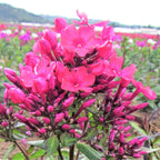 Phlox - Starfire