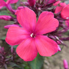 Phlox - Starfire