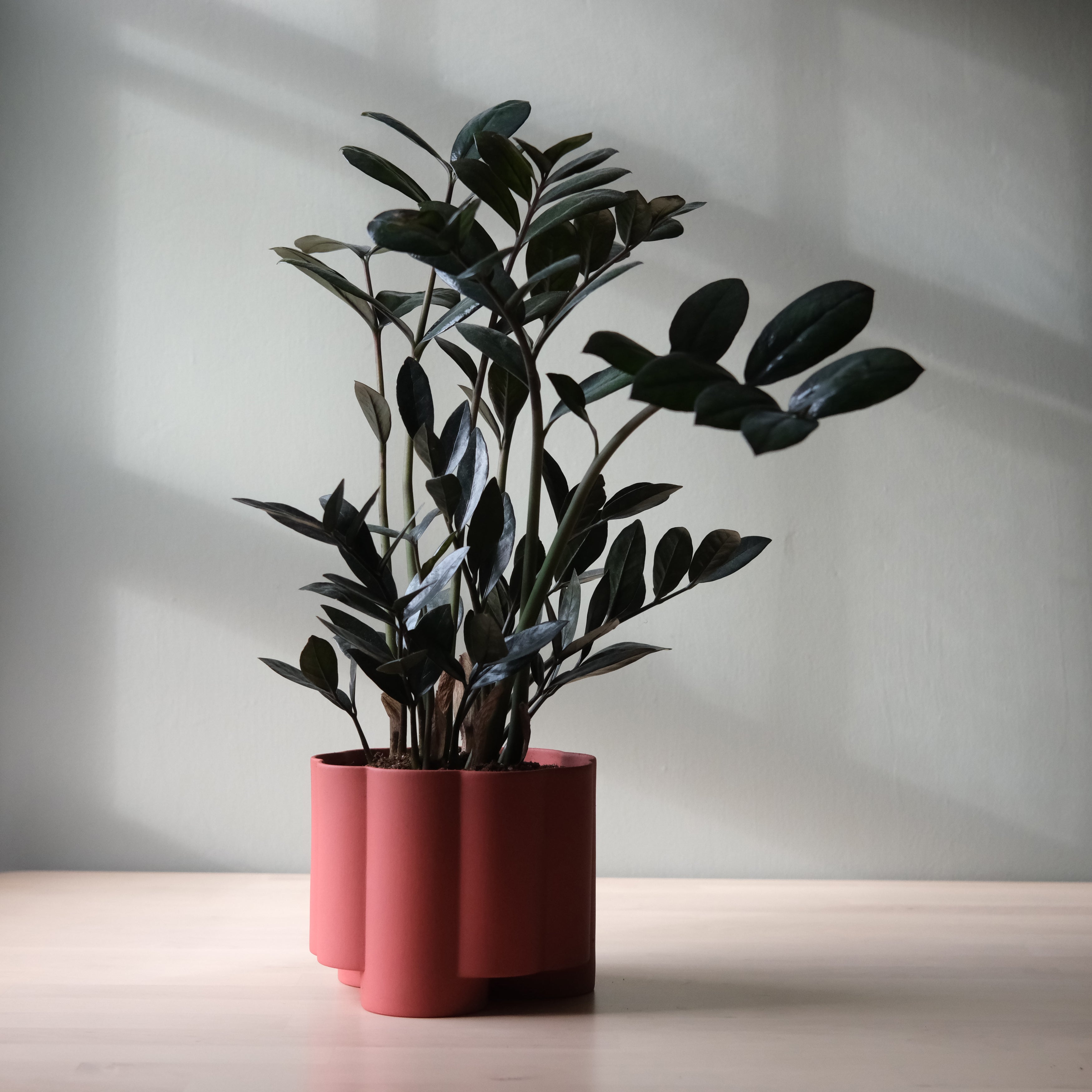 fluted ceramic planter on a bookshelf