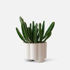 fluted ceramic planter by Misewell