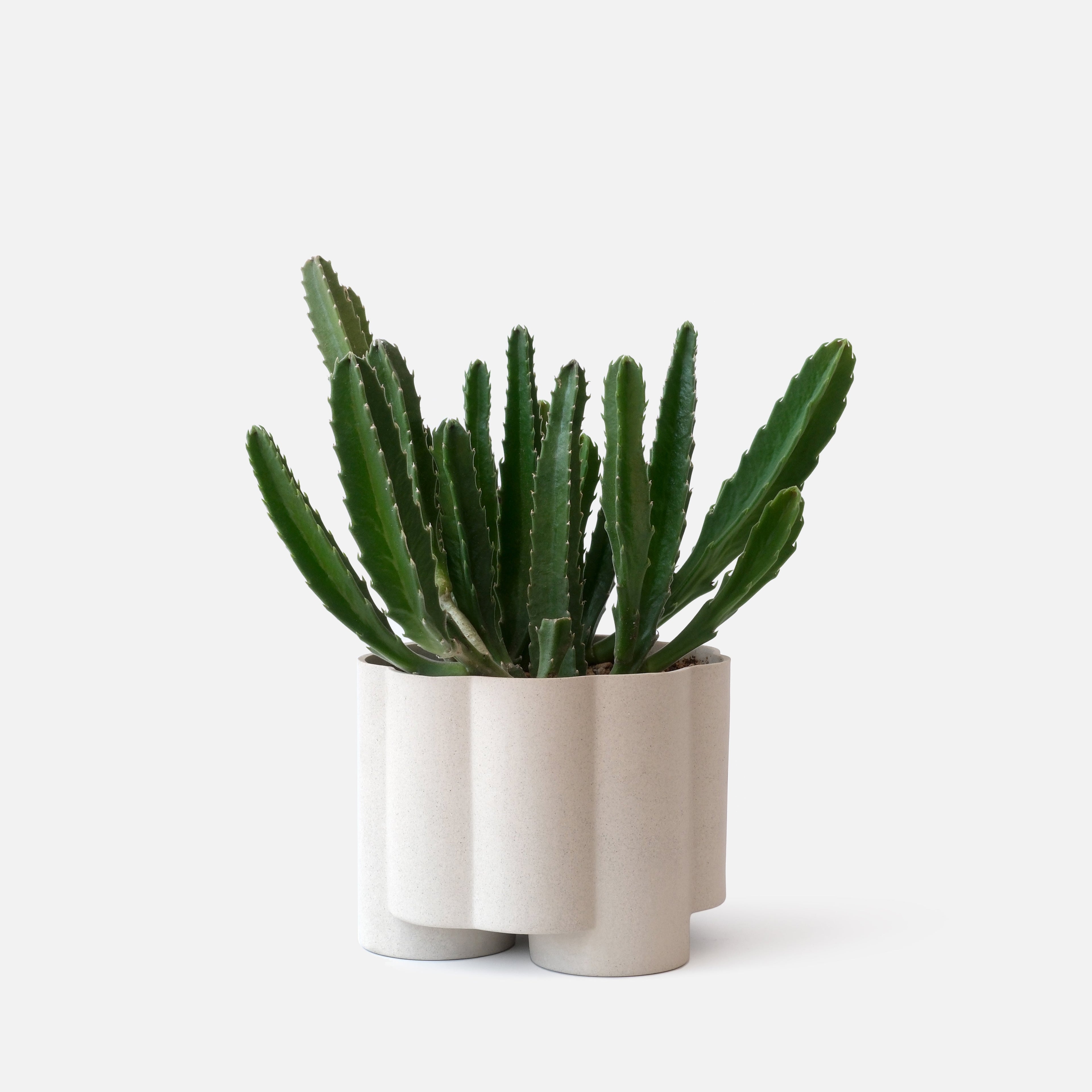 fluted ceramic planter by Misewell