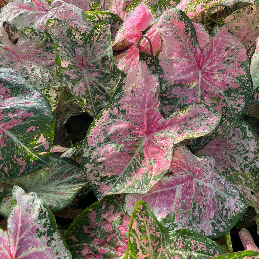 Caladium - Pink Cloud