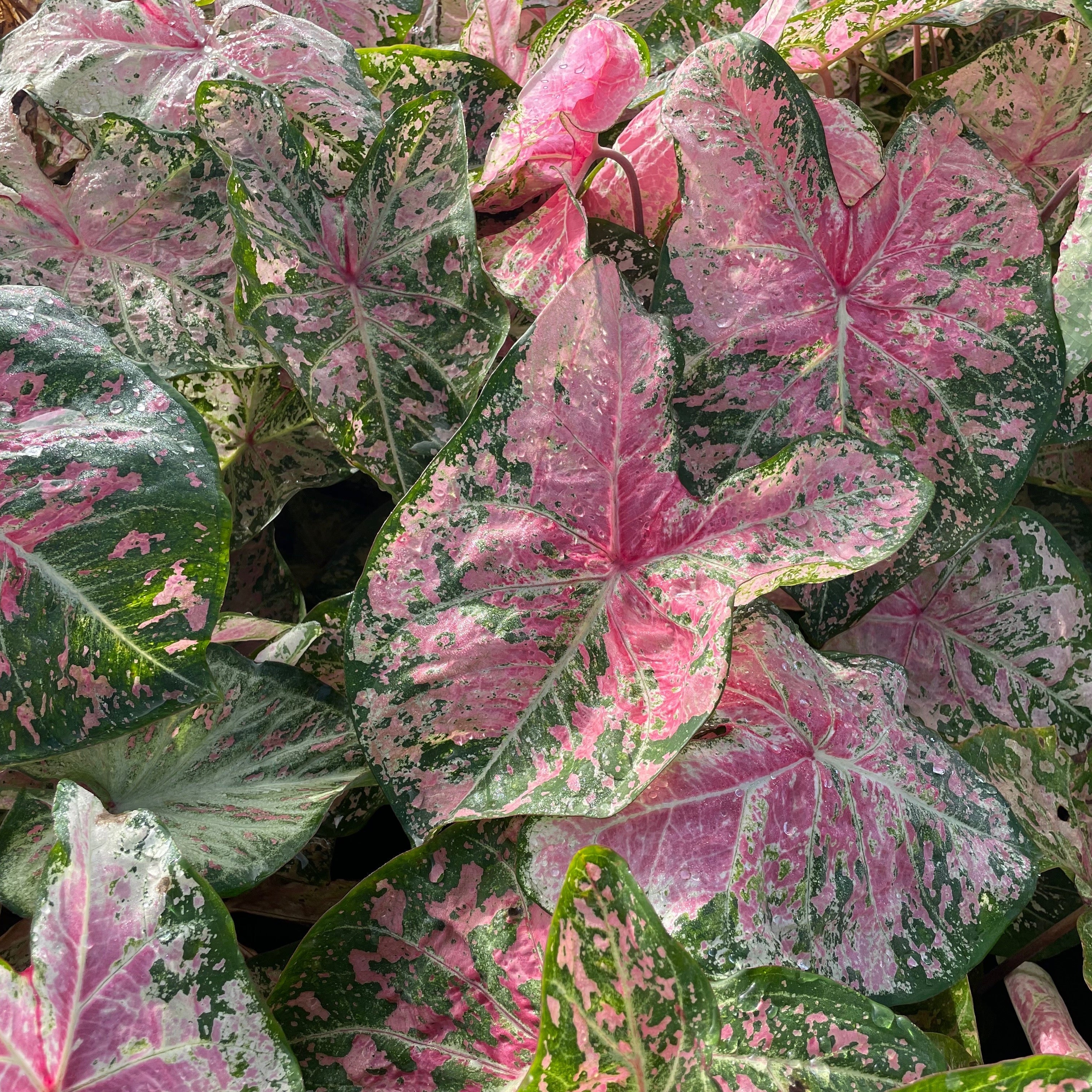 Caladium - Pink Cloud