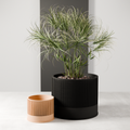 Sakura Planter from Modernized Pottery