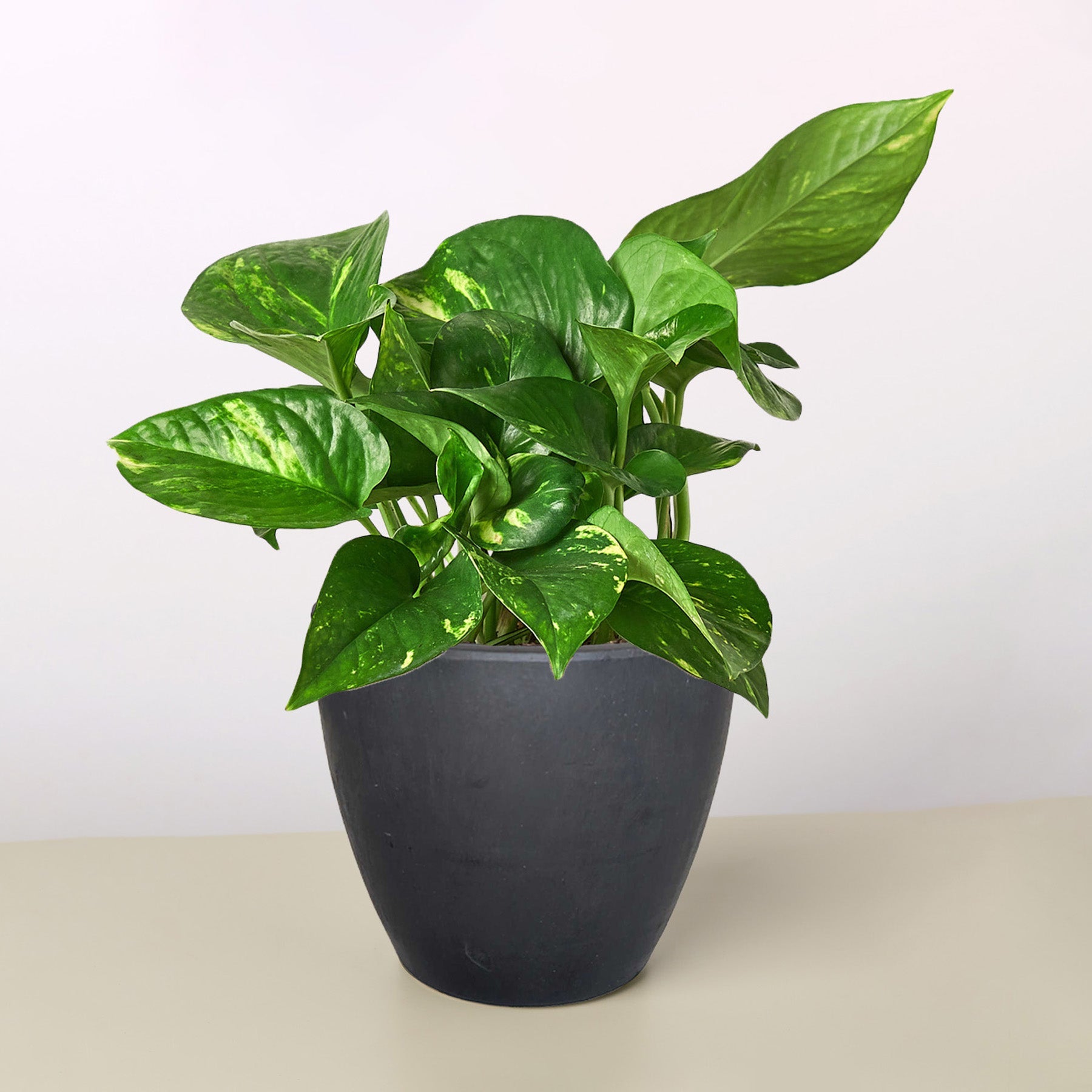 Pre Potted Golden Pothos Indoor Plant Plant Care and History - 4" Black Eco Pot