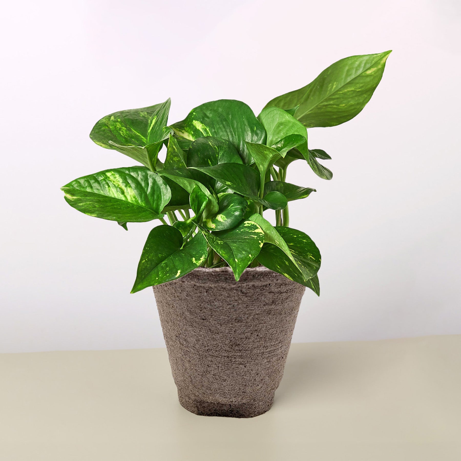 Pre Potted Golden Pothos Indoor Plant Plant Care and History - 4" Cow Pot