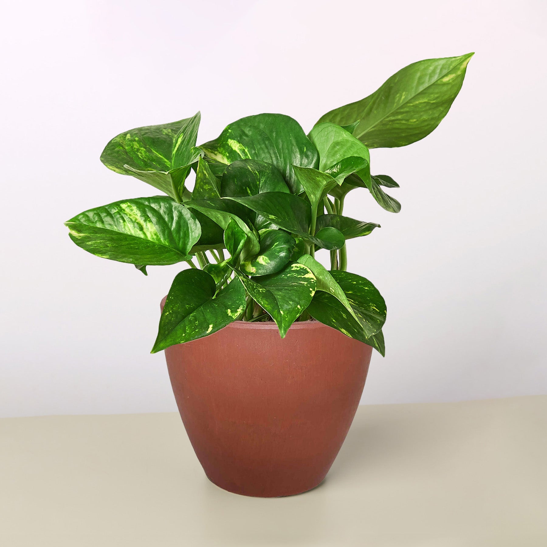 Pre Potted Golden Pothos Indoor Plant Plant Care and History - 4" Terra Cotta Eco Pot