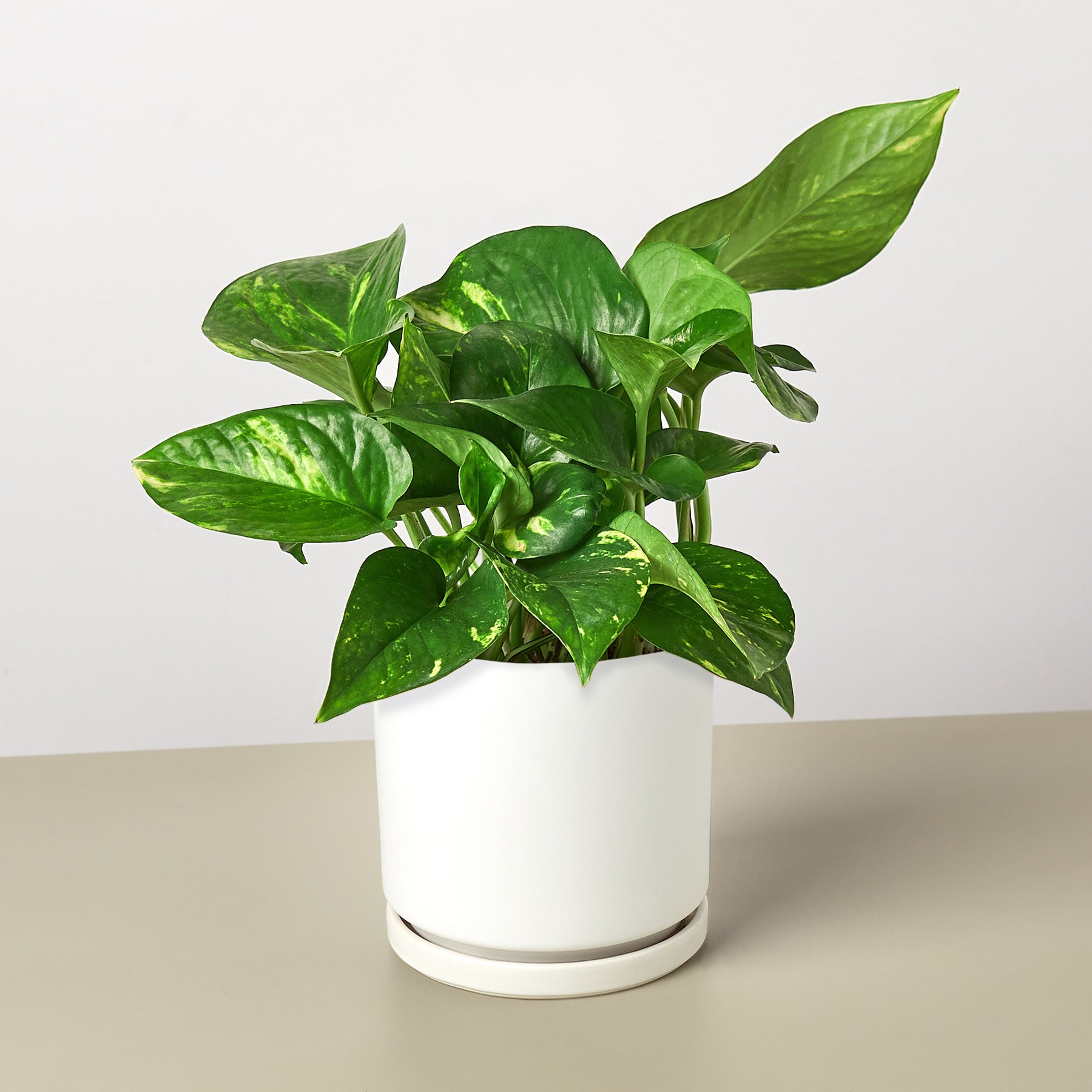 Pre Potted Golden Pothos Indoor Plant Plant Care and History - White Pot