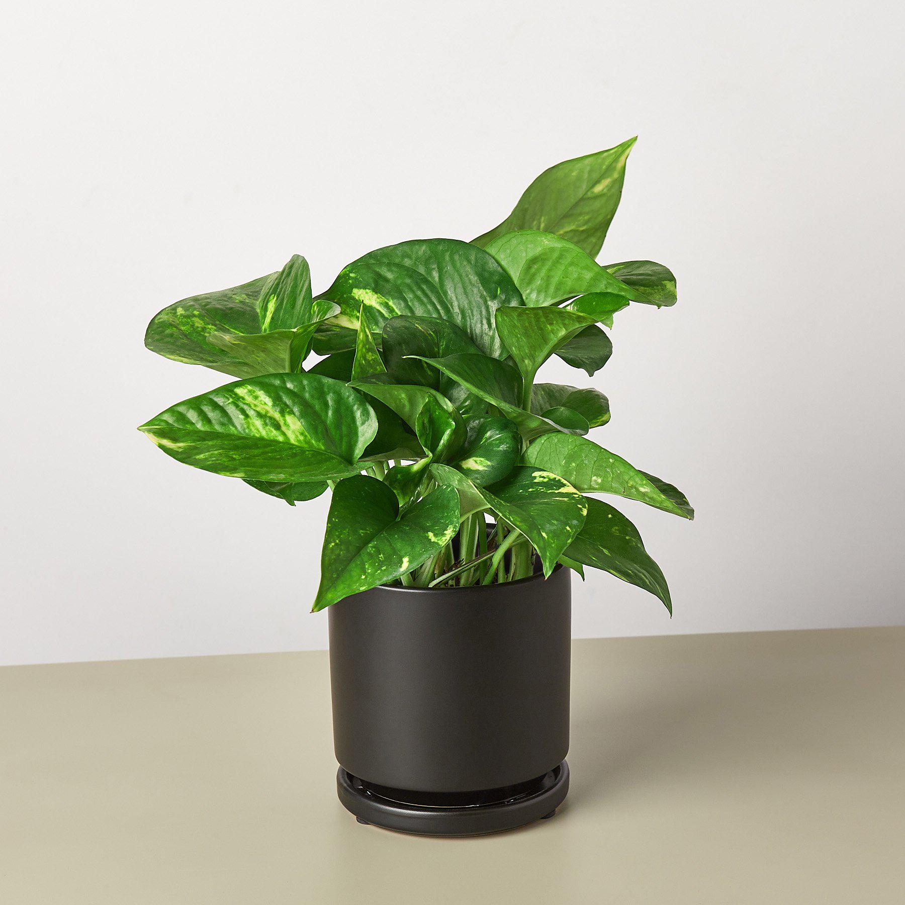 Pre Potted Golden Pothos Indoor Plant Plant Care and History - Black Pot