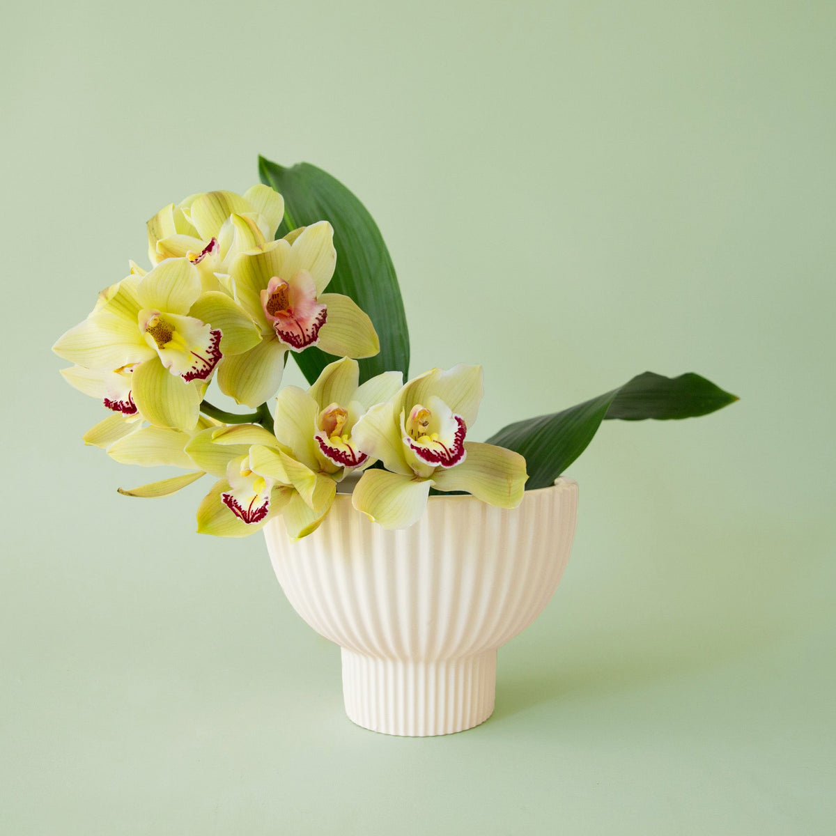 Priscilla Compote | Vintage White