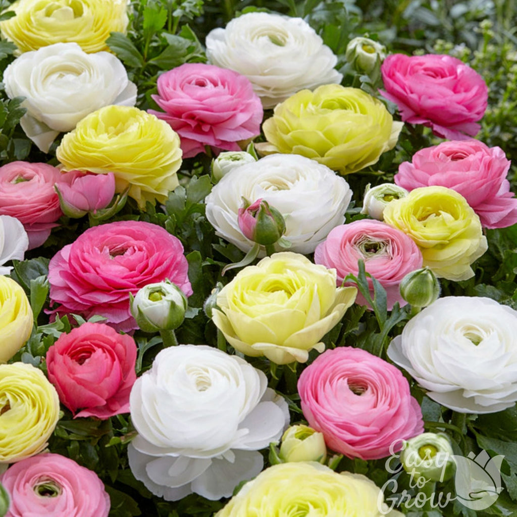 Ranunculus - Tecolote Pastel Mix