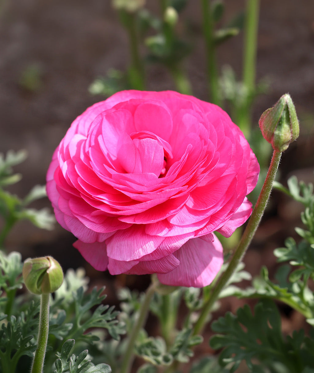 Pink Ranunculus - 10 bulbs