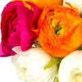 Ranunculus - Tecolote Spring Fever Collection