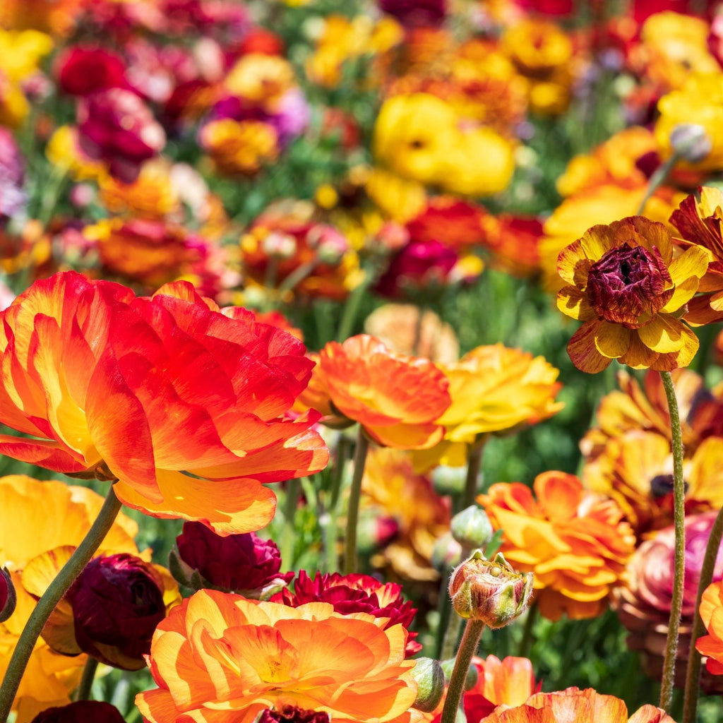 Ranunculus - Tecolote Picotee Mix