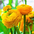 Ranunculus - Tecolote Yellow
