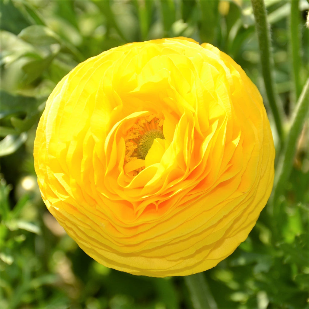 Ranunculus - Tecolote Rainbow Mix