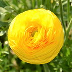 Ranunculus - Tecolote Rainbow Mix