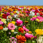 Ranunculus - Tecolote Rainbow Mix