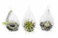 SALE - Set of 3 Funky Teardrop Terrariums with Flat Bottoms