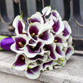 Calla - Picasso