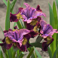 Siberian Iris - Peacock Butterfly Miss Apple