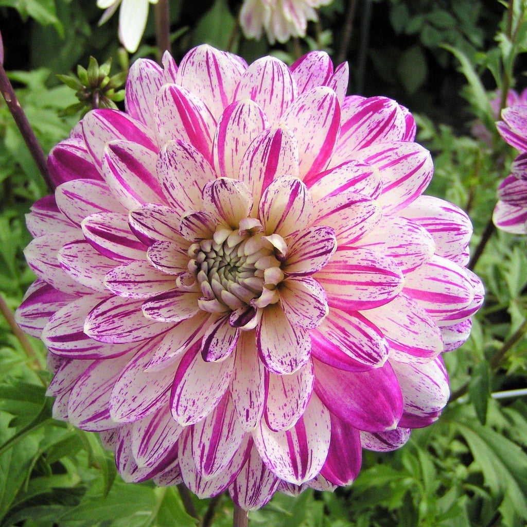 Dahlia - Smokey