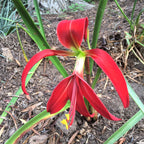 Sprekelia - Aztec Lily