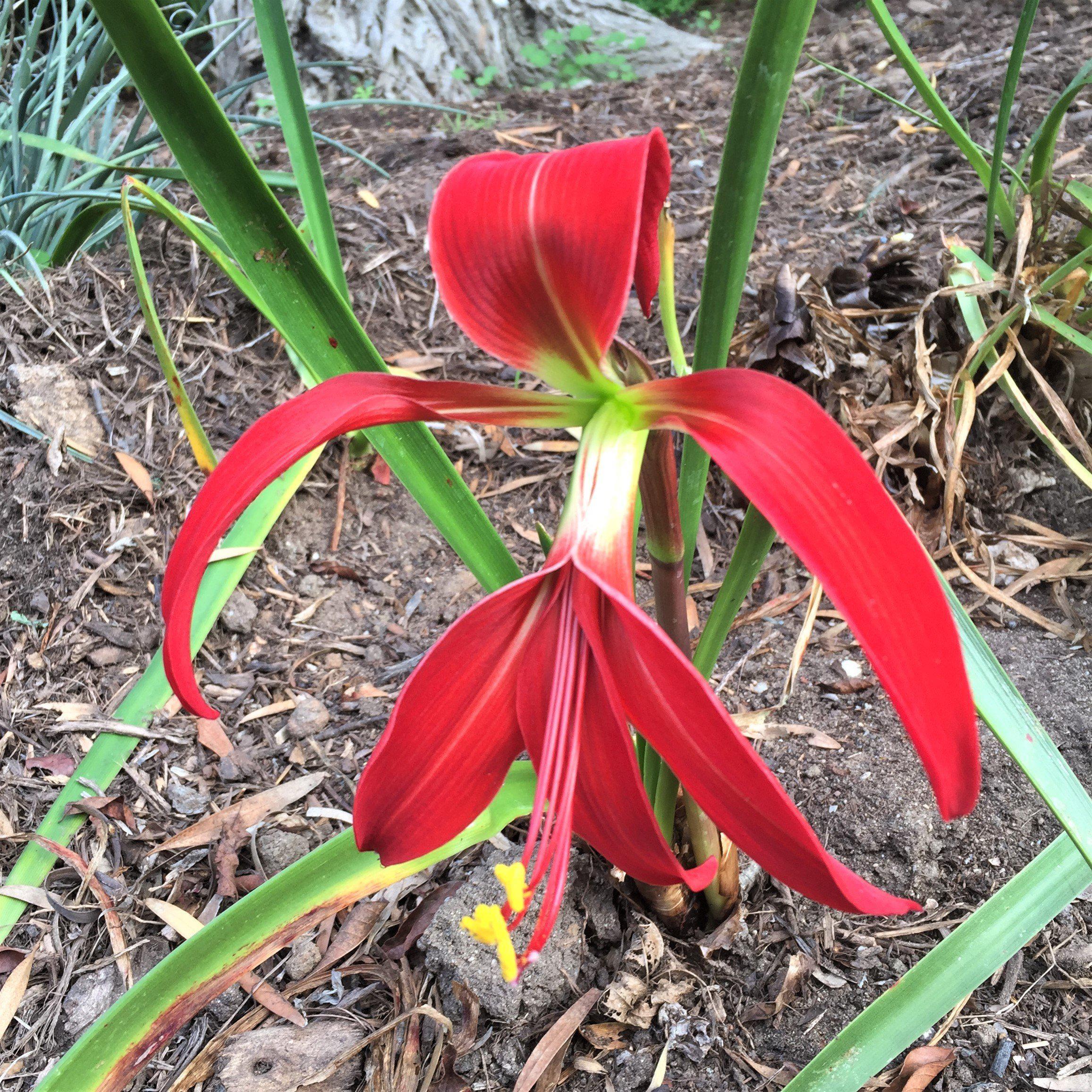 Sprekelia - Aztec Lily