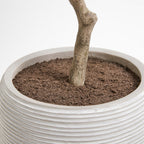 Artificial Olive Topiary Tree with Mediterranean Pot