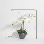 Artificial White Double Stem Orchid