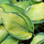 Hosta - Stained Glass