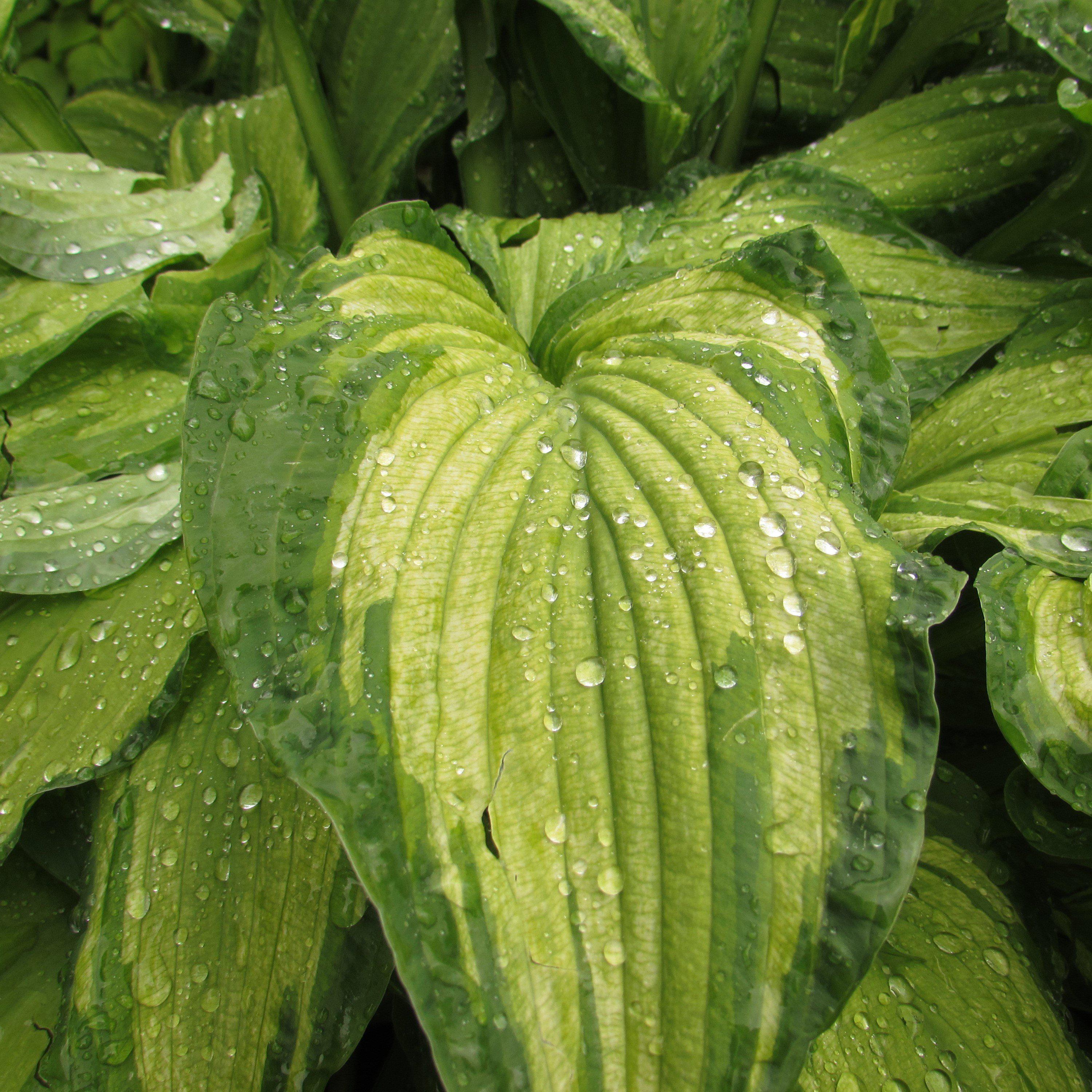 Hosta - Stained Glass