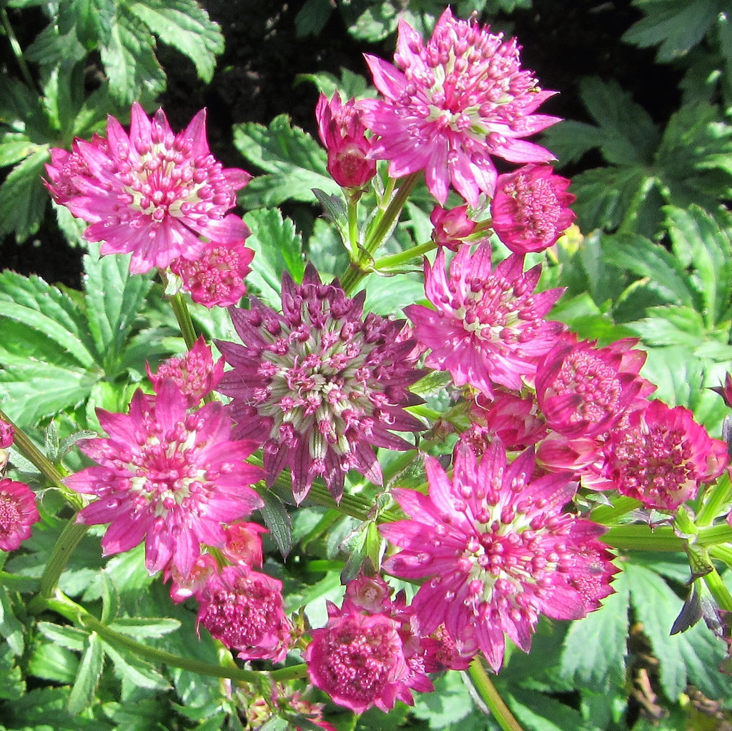 Astrantia - Star of Beauty