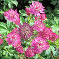 Astrantia - Star of Beauty