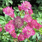 Astrantia - Star of Beauty