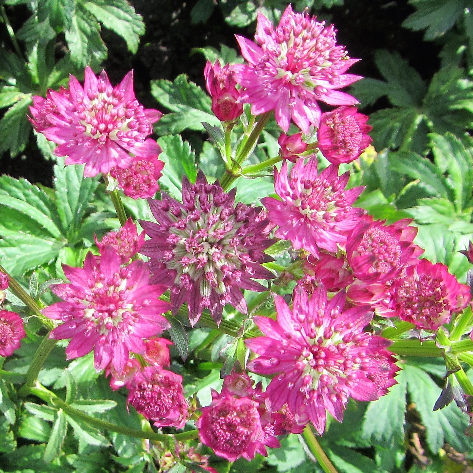 Astrantia - Star of Beauty