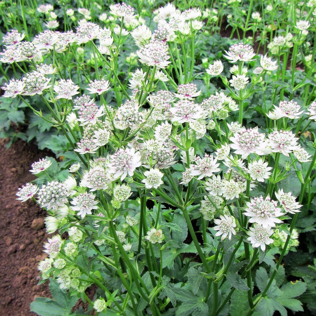 Astrantia - Star of Billions