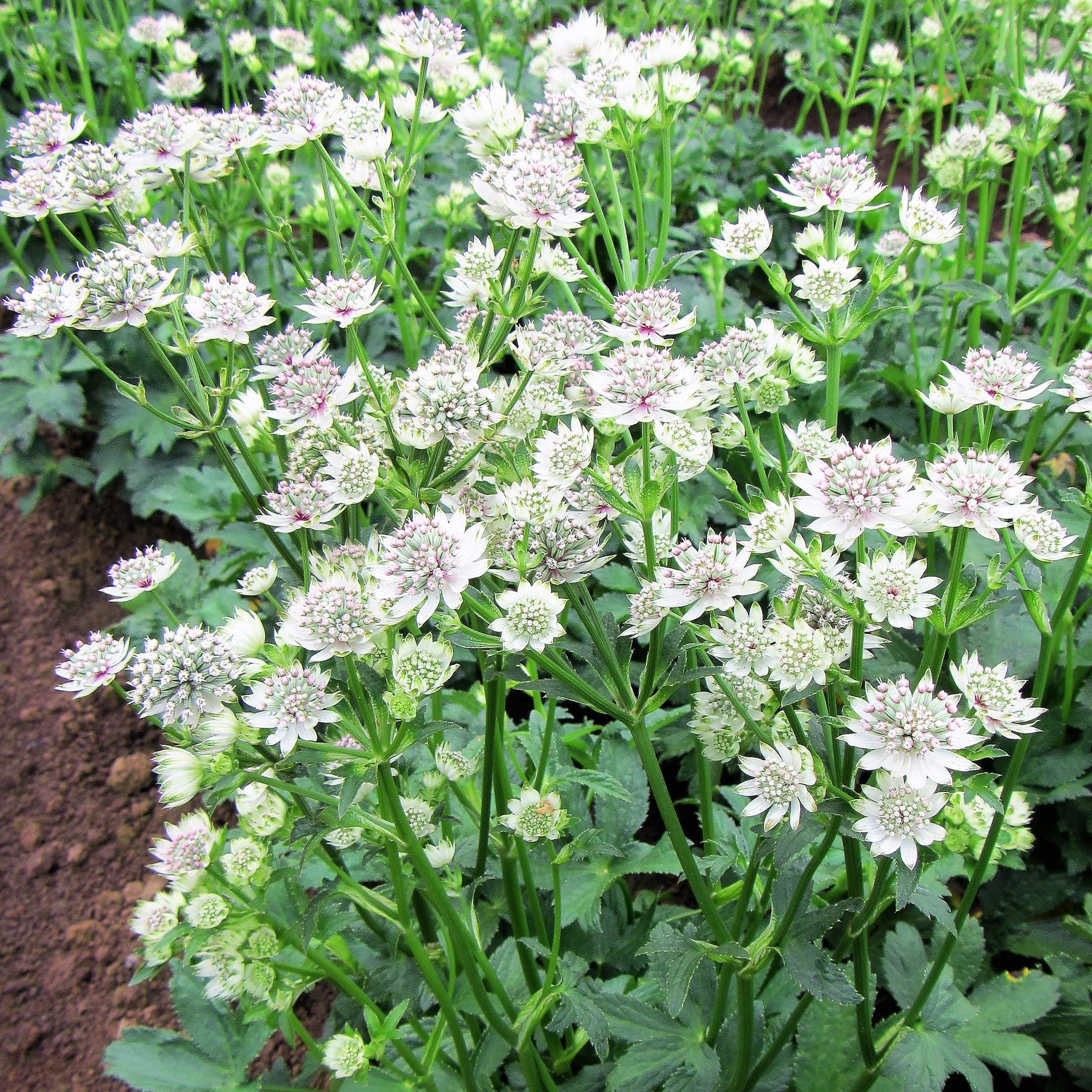 Astrantia - Star of Billions