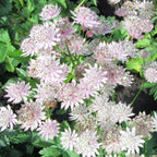 Astrantia - Star of Billions