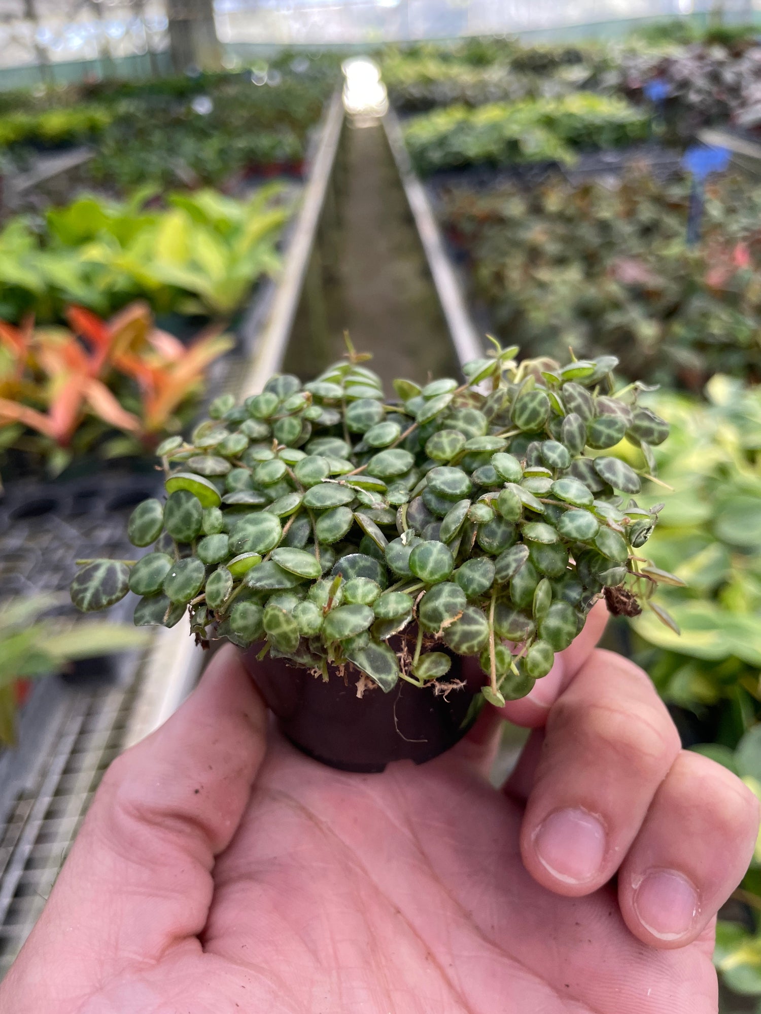 String of Turtles in a 2 inch pot