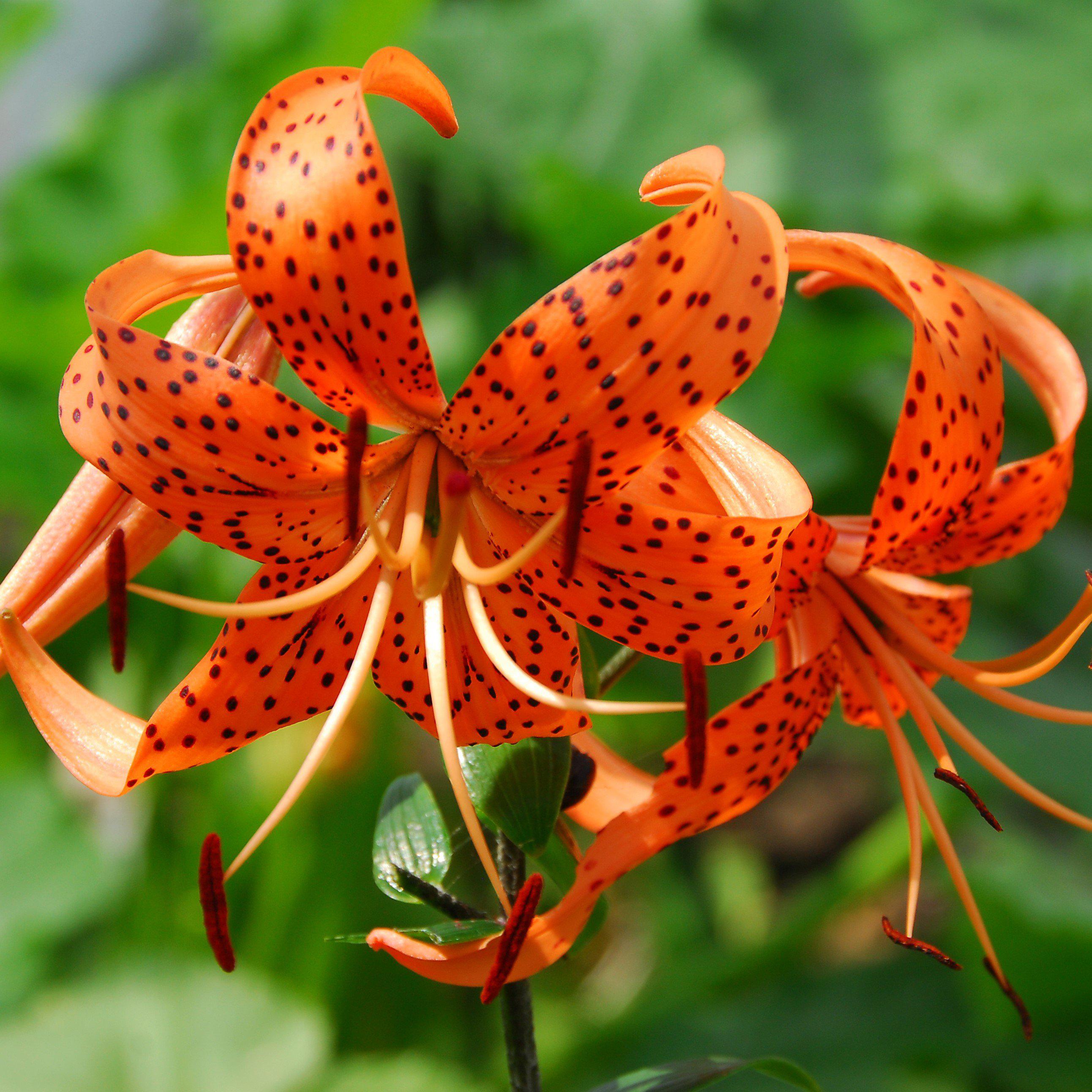Lilium - Wild About Tiger Lily Mix
