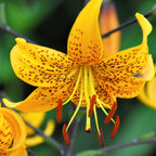 Lilium - Wild About Tiger Lily Mix