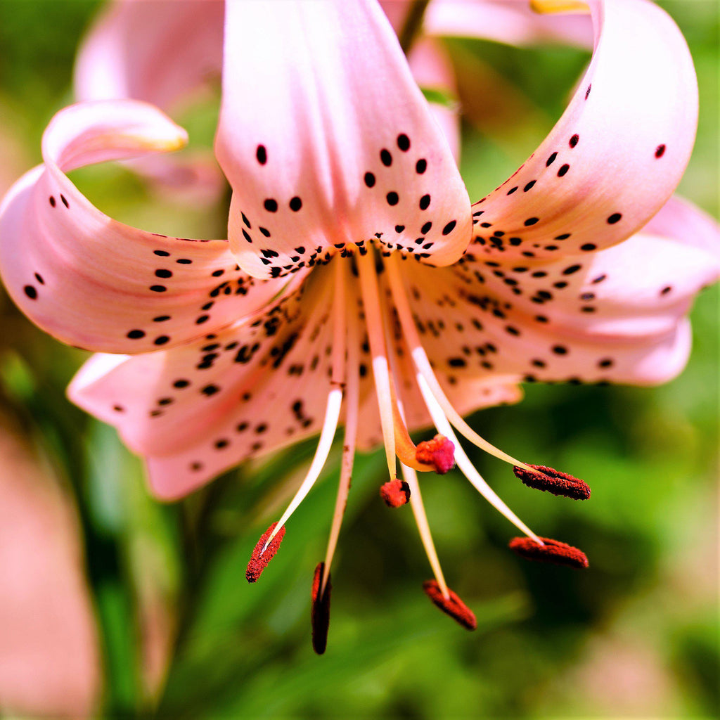 Lilium - Wild About Tiger Lily Mix