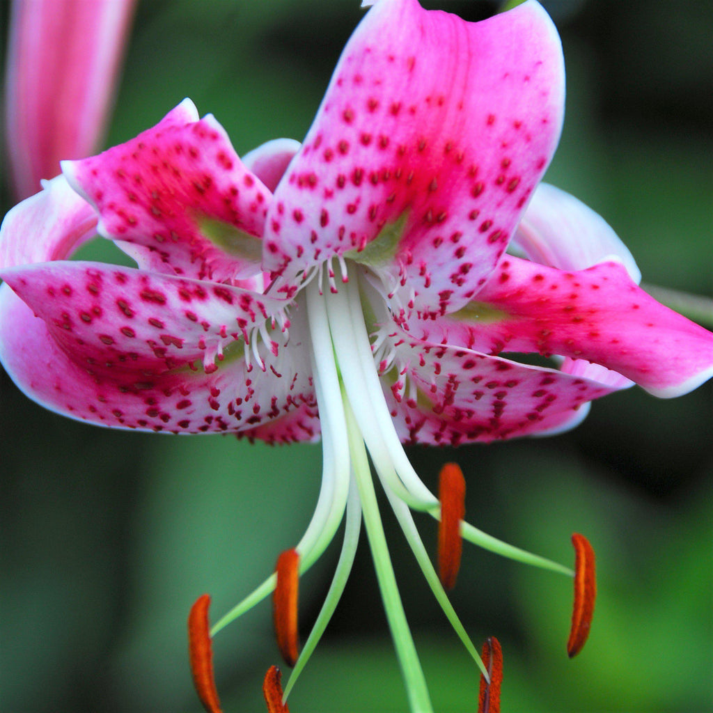 Lilium - Wild About Tiger Lily Mix