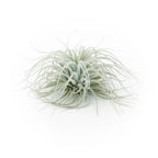 SALE - Tillandsia Tectorum Ecuador Air Plants - Set of 3, 6 or 9 - 25% Off