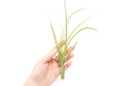 Tillandsia Balbisiana Air Plants